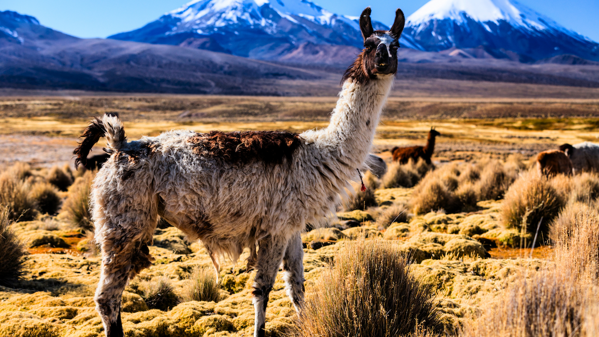 Vulcões na Bolívia – Parinacota e Acotango